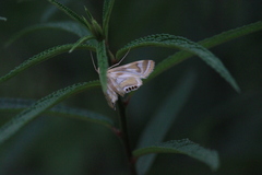 Talanga sexpunctalis