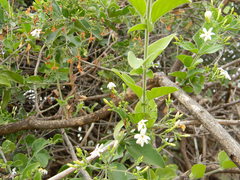 Jasminum auriculatum