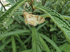 Talanga sexpunctalis