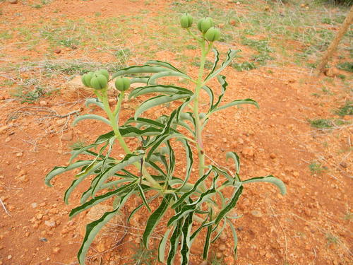 Jatropha heynei N.P.Balakr.