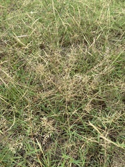 Agrostis capillaris