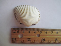 Anadara kagoshimensis