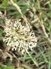 Agrostis capillaris