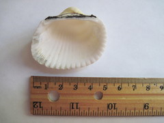 Anadara kagoshimensis