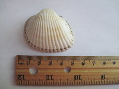 Anadara kagoshimensis