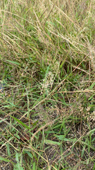 Agrostis capillaris