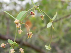Pentatropis capensis