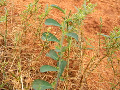 Phyllanthus maderaspatensis