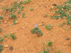 Tarucus