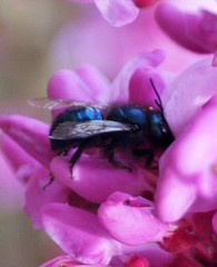 Osmia ribifloris ribifloris