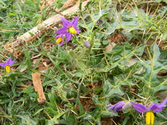 Solanum virginianum