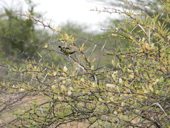 Cinnyris asiaticus