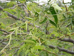 Vincetoxicum indicum