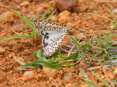 Utetheisa