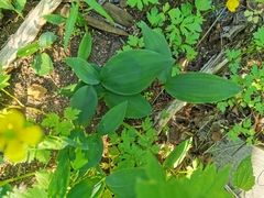 Convallaria majalis