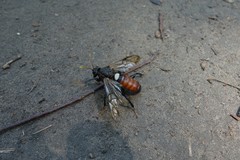 Cimbex femoratus