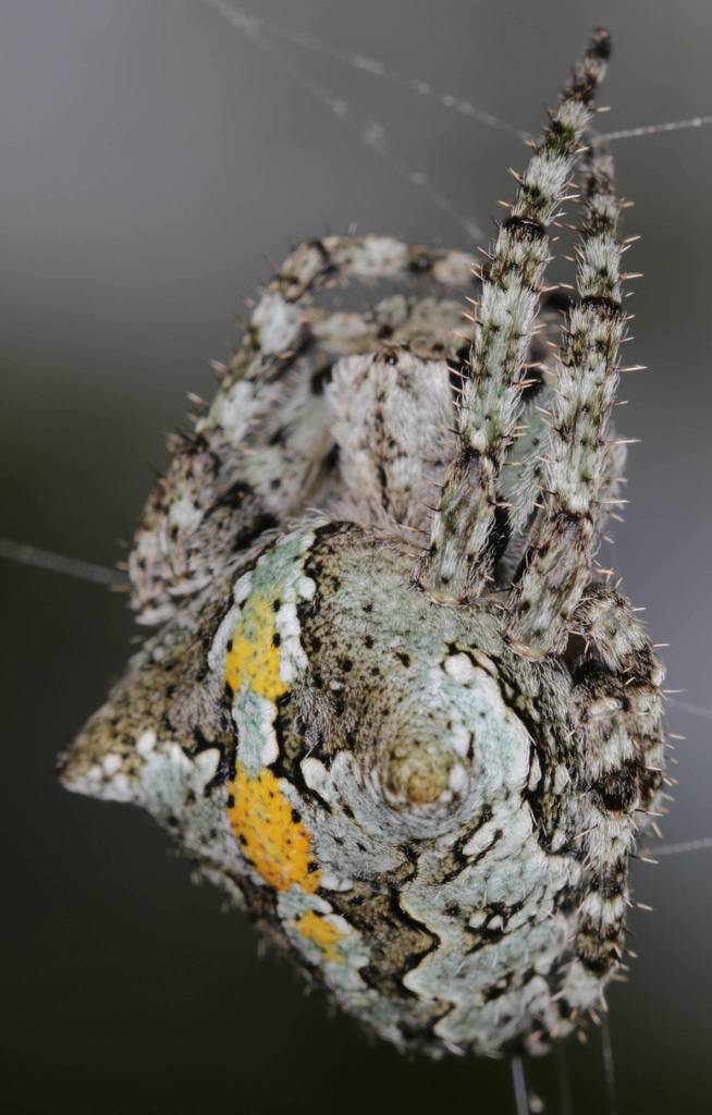 Araneus circe