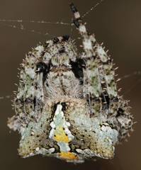Araneus circe