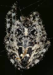 Araneus circe