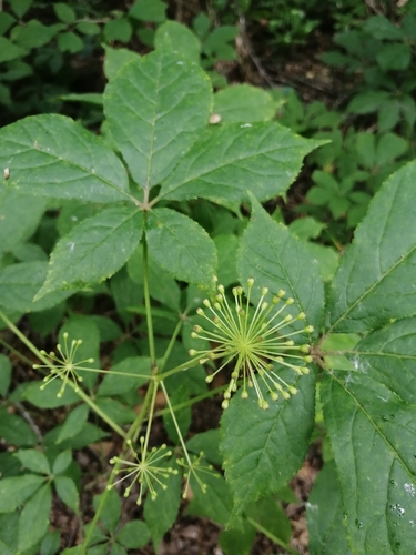 Siberian ginseng