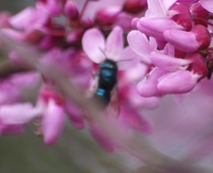 Osmia ribifloris ribifloris