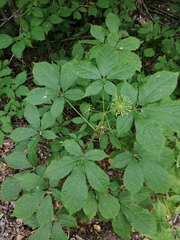 Eleutherococcus senticosus