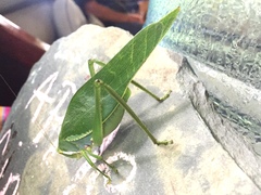 Philophyllia guttulata