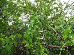 Pereskiopsis diguetii