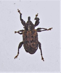 Heilus freyreissi