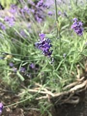 Lavandula