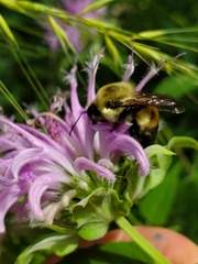 Bombus griseocollis