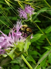 Bombus griseocollis