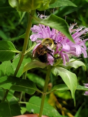 Bombus griseocollis