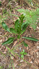 Carphephorus odoratissimus