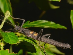 Paranisomorpha