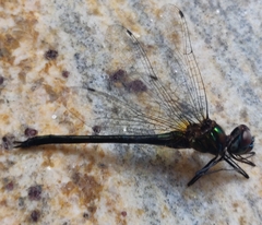 Hemicordulia asiatica