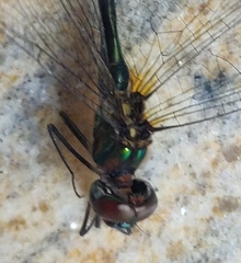 Hemicordulia asiatica