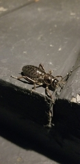Cyphoderris