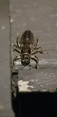 Cyphoderris