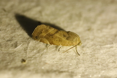 Cosmia affinis