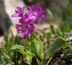 Primula spectabilis