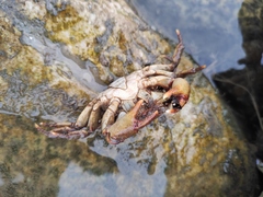 Longpotamon xiangxiense