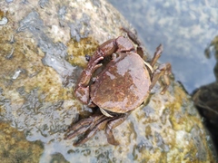 Longpotamon xiangxiense