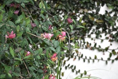 Cynanthus latirostris