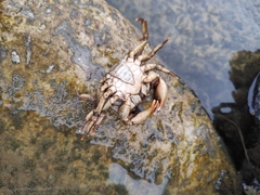 Longpotamon xiangxiense