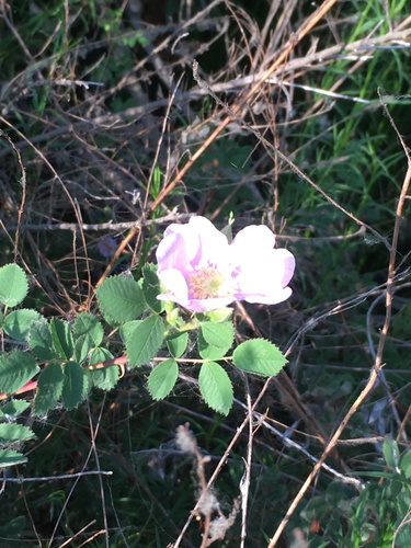 iNaturalist observation photo of California Wild Rose