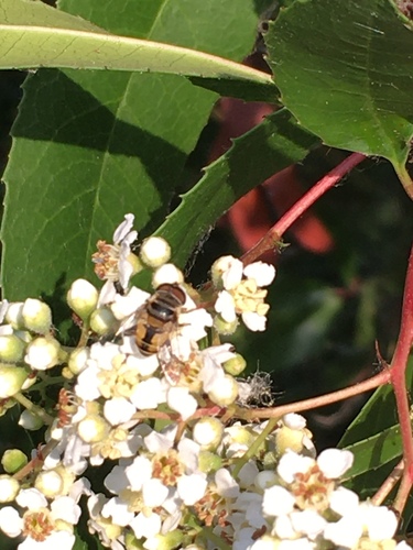 iNaturalist observation photo of Single-banded Plushback