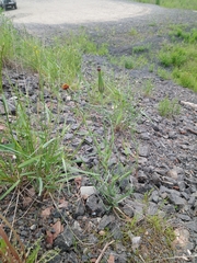Tragopogon sibiricus