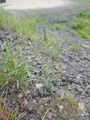 Tragopogon sibiricus