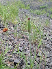 Tragopogon sibiricus